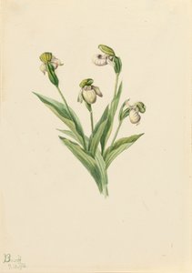 ノーザン レディース スリッパ Cypripedium passerinum、1916 年。 作： Mary Vaux Walcott
