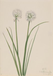 北国のタマネギ Allium sibiricum, 1920. 作： Mary Vaux Walcott