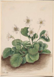 オコニー・ベルズ（Shortia galacifolia） 作： Mary Vaux Walcott