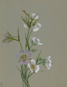 モニュメントへの道 作： Mary Vaux Walcott
