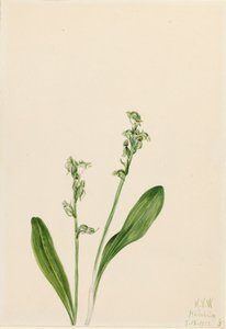 One-leaf-bog orchid Habenaria obtusata, 1922. 作： Mary Vaux Walcott