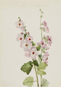 Orange-Eye Globemallow Sphaeralcea davidsonii, 1926. 作： Mary Vaux Walcott