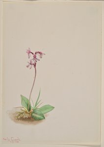 Orchis Orchis rotundifolia, 1916. 作： Mary Vaux Walcott