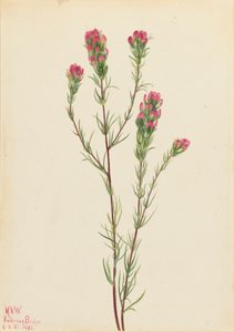 オウルクローバー Orthocarpus tenuifolius, 1923.