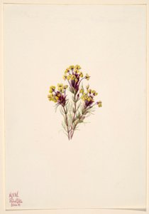 フクロウのクローバー(Orthocarpus erianthus) 作： Mary Vaux Walcott