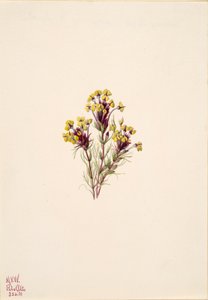 フクロウのクローバー Orthocarpus erianthus, 1935. 作： Mary Vaux Walcott