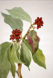 太平洋ハナミズキCornus nuttallii, 1933. 作： Mary Vaux Walcott