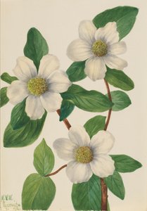 太平洋ハナミズキCornus nuttallii, 1933. 作： Mary Vaux Walcott