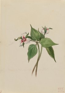 ペインテッド・トリリウム（Trillium undulatum） 作： メアリーヴォーウォルコット
