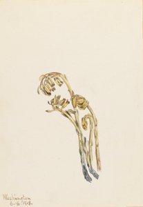 Pale Pinesap Hypopitys americana, 1918. 作： Mary Vaux Walcott