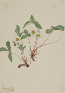 ペールストロベリー（Fragaria glauca） 作： Mary Vaux Walcott