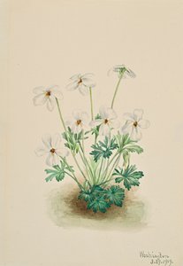 パンジー・バイオレット・ヴィオラ・ペダータ 1919年 作： Mary Vaux Walcott