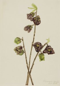 Papaw Asimina triloba, 1918.