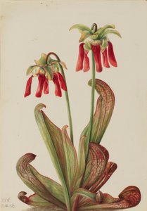 パロットピッチャープランツ (Sarracenia psittacina) 作： メアリーヴォーウォルコット