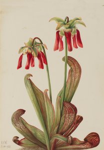 Parrot Pitcherplant Sarracenia psittacina, 1925. 作： Mary Vaux Walcott