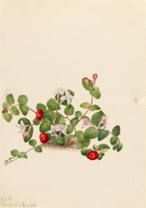コケモモ 作： Mary Vaux Walcott