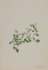パートリッジベリー Mitchella repena, 1918. 作： Mary Vaux Walcott