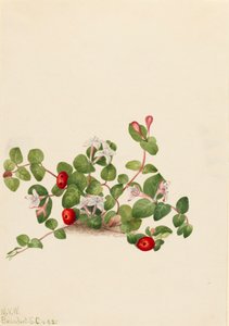 パートリッジベリーMitchella repens, 1925. 作： Mary Vaux Walcott