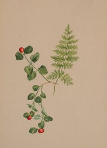 パートリッジベリーMitchella repens、1883年頃。 作： Mary Vaux Walcott