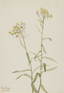 パール エバーラスティング Anaphalis margaritacea、1917 年。 作： Mary Vaux Walcott