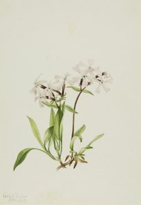 Peatpink Silene caroliniana, 1917. 作： Mary Vaux Walcott