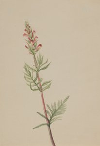 Pedicularis bracteosa, ca. 1917-1918. 作： Mary Vaux Walcott