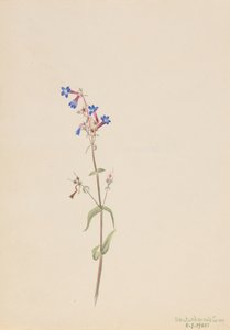 Pentstemon Pentstemon procerus, 1905. 作： Mary Vaux Walcott