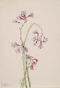 Pentstemon ambiguus, 1935. 作： Mary Vaux Walcott