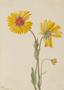 多年生ガイラルディア（Gaillardia aristata）