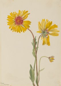 Perennial Gaillardia Gaillardia aristata, 1904. 作： Mary Vaux Walcott