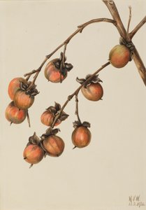 パーシモン Diospyros virginiana, 1920. 作： Mary Vaux Walcott