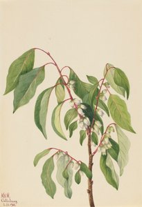 Persimmon Diospyros virginiana, 1932.