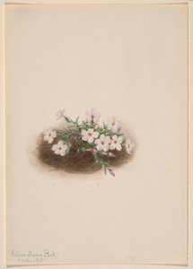 フロックス 作： Mary Vaux Walcott