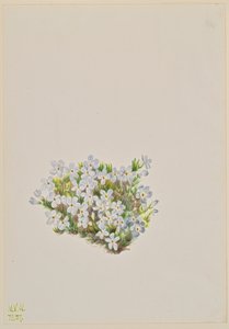 Phlox Phlox caespitosa, 1937. 作： Mary Vaux Walcott
