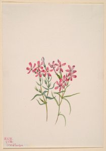西洋山吹