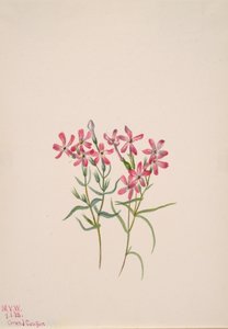 Phlox stansburyi, 1938.