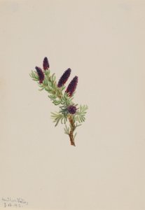 エゾマツ 作： Mary Vaux Walcott