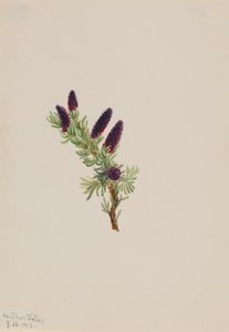 Picea engelmanni, 1913. 作： Mary Vaux Walcott