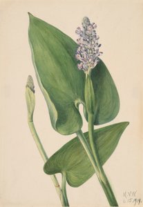 Pickerelweed Pontederia cordata, 1919. 作： Mary Vaux Walcott