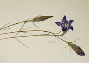 Pinebarren Gentian Gentiana porphyrio, 1923. 作： Mary Vaux Walcott