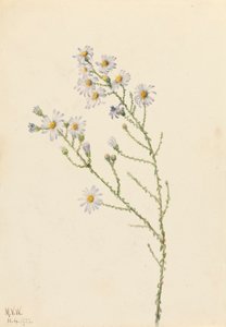 Pineland Aster Aster squarrosus、1922年。 作： Mary Vaux Walcott