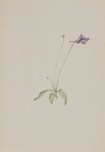 Pinguicula vulgaris、カリフォルニア州。 1930年代初頭。 作： Mary Vaux Walcott