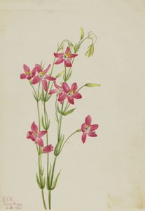 Pink Centaurium Centaurium venustum, 1925. 作： Mary Vaux Walcott