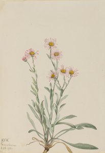 Pink Fleabane Erigeron caespitosus, 1921.