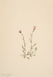 ピンクのヒメクジ (Erigeron jucundus)、1904 年。