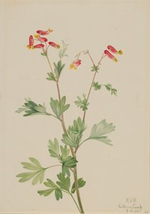 ピンクフメルート Capnoides sempervirens, 1922. 作： Mary Vaux Walcott