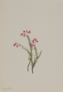 ピンク・ヘザー（Phyllodoce empetriformis） 作： Mary Vaux Walcott