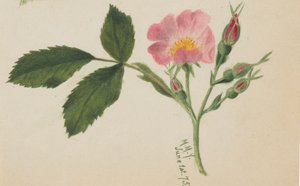 ピンクローズ、1875年 作： Mary Vaux Walcott