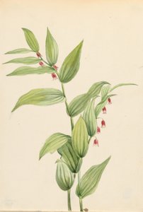 ピンク・ツイスト・ストーク（Streptopus curvipes） 作： Mary Vaux Walcott