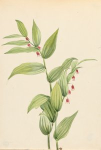 Pink Twisted Stalk Streptopus curvipes, 1913. 作： Mary Vaux Walcott